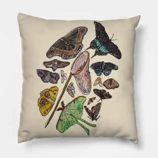 An Entomologist's Dream Pillow