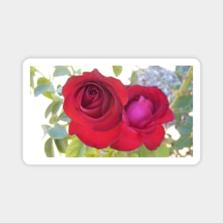 Pretty Red Roses Magnet