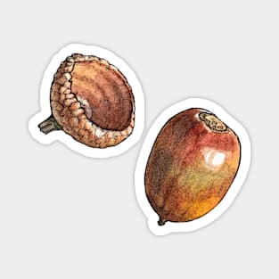 Acorn Watercolor Botanical Illustration Magnet