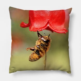 Honey bee on Illawarra flame tree flower Pillow