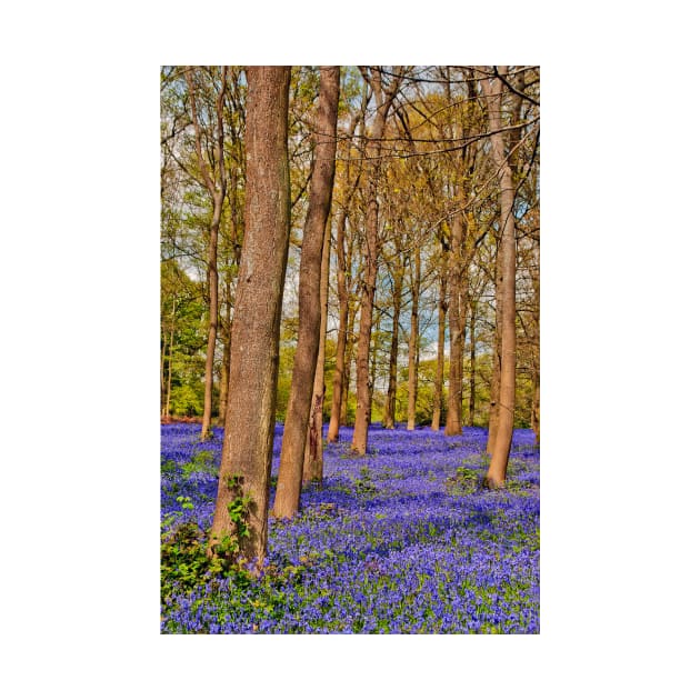 Bluebell Woods Greys Court Oxfordshire England by AndyEvansPhotos