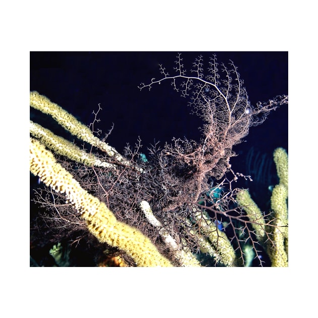 Giant Basket Star at night by Scubagirlamy