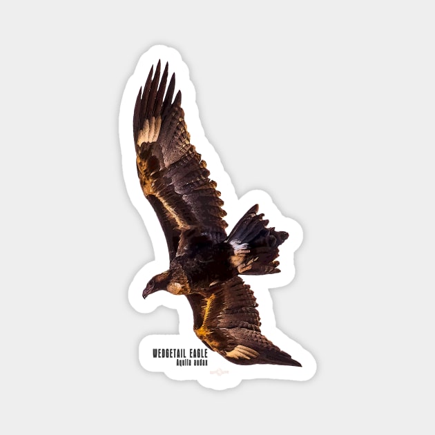 Wedgetail Eagle_02C Magnet by seadogprints