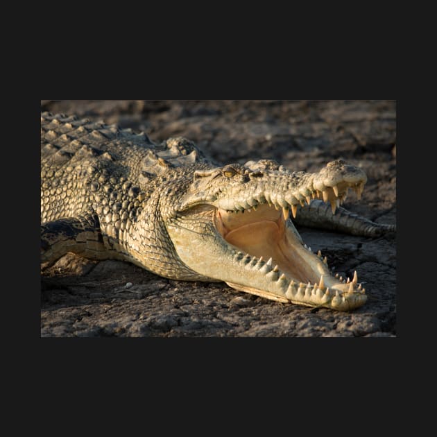 Saltwater Crocodile, Kakadu National Park Northern Territory by AndrewGoodall