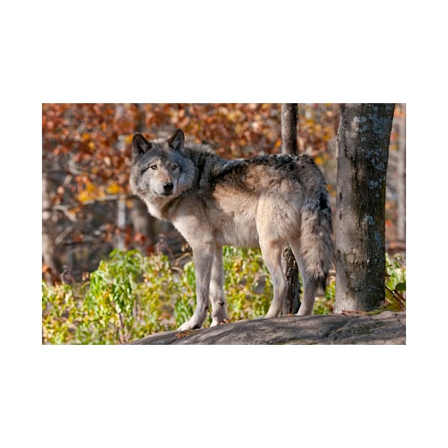 Timber Wolf by jaydee1400