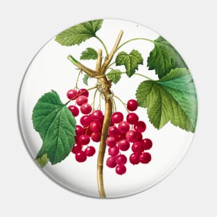 Red Currant, 1827 Pin