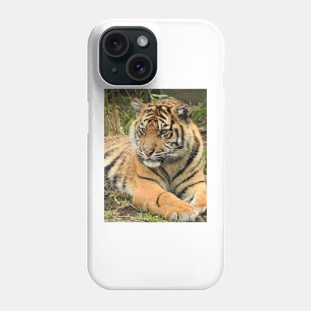 Sumatran Tiger Cub Phone Case by kirstybush