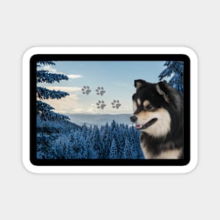 Finnish lapphund Magnet