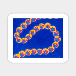 Streptococcus bacteria (B236/0046) Magnet