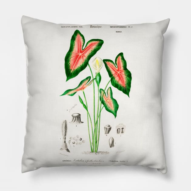 Elephant ear (Caladium bicolor) Pillow by WAITE-SMITH VINTAGE ART