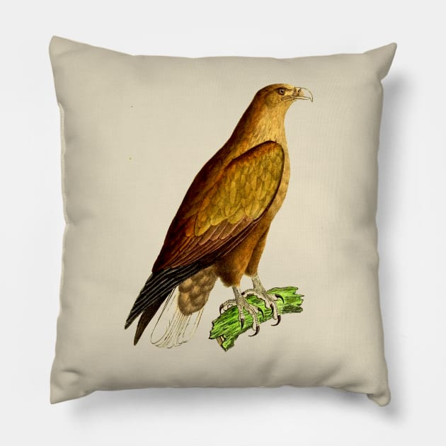 hawk,bald eagle,falcon,golden eagle,birdie,bird,bird of prey,raptor,aquila,vulture,heron,golf game,golf,eaglet,condor,haliaeetus,harpy eagle,beak,eagle putt,bird of jove,accipitridae,score,pigeon,owl,osprey Pillow by vabontchi