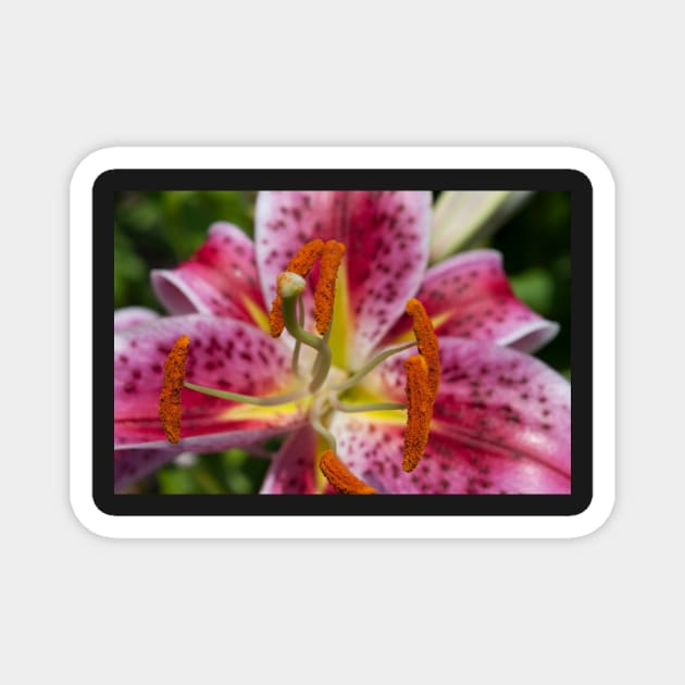 Lily Magnet by wildmagnolia