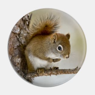 Red Squirrel Pin