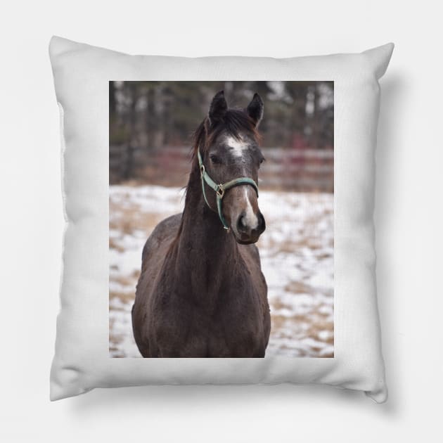 TB COLT Pillow by theartsyeq