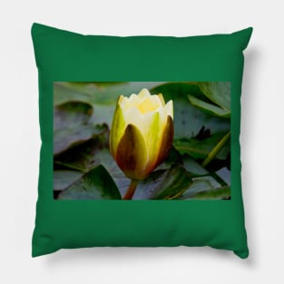 English Wild Flowers - Water Lily Pillow