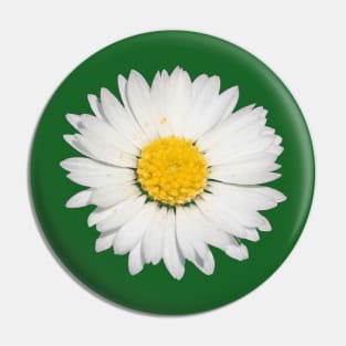 Top View Of A White Common Daisy Isolated Pin