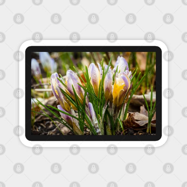 Spring Crocus 5 Magnet by Robert Alsop