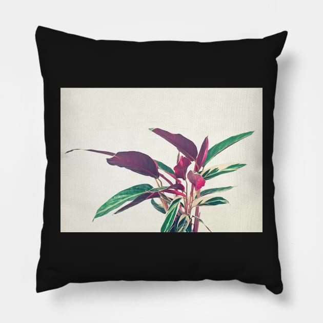 Prayer Plant II Pillow by Cassia