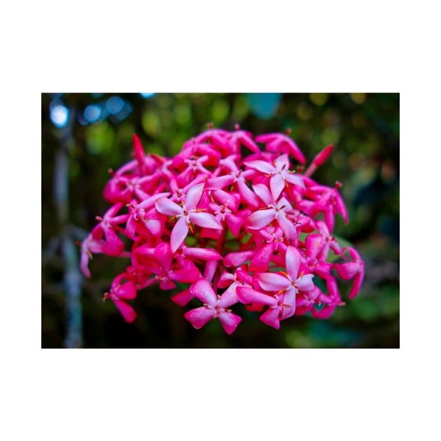 Hot Pink Tropical Cluster by bobmeyers