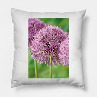 Allium stipitatum  'Mars' Pillow