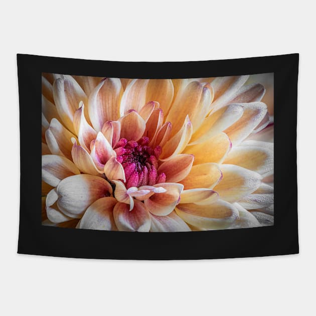 Chrysanthemum Close-up Tapestry by TonyNorth