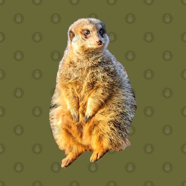 Meerkat on guard by dalyndigaital2@gmail.com