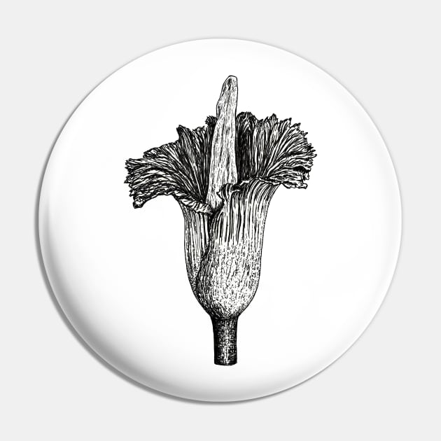 Corpse flower (Amorphophallus titanum) Pin by Bioshart