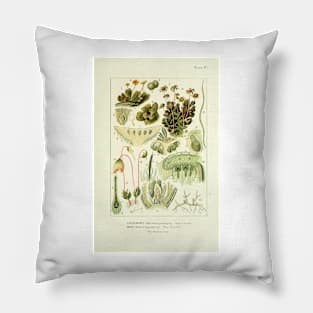 Liverwort and Moss - Botanical Illustration Pillow