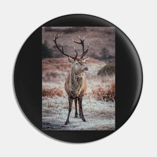 'Frosty Autumn Highland Stag', Glen Etive, Glencoe. Pin