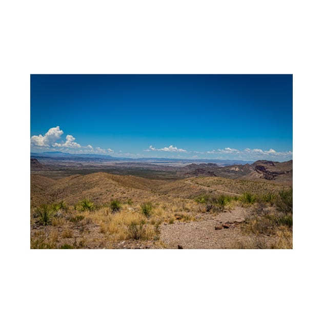 Sotol in the Chihuahuan Desert by Gestalt Imagery