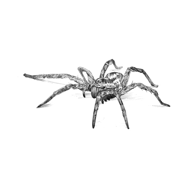 Spider scientific nature black ink pen drawing illustration, From my scientific nature illustration series of black ink pen drawings. by DamiansART