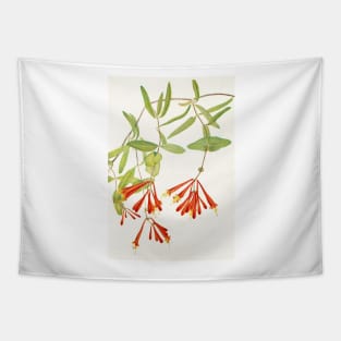 Coral honeysuckle - Botanical Illustration Tapestry