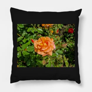 Orange Rose Pillow