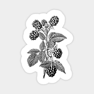 Blackberry Plant Magnet