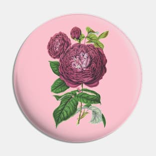 Mauve Pink Rose Flower Vintage Botanical Illustration Pin