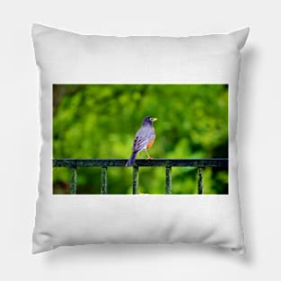 Robin On The Rail Pillow