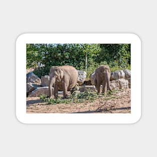 Pair of Asian Elephants eating Magnet