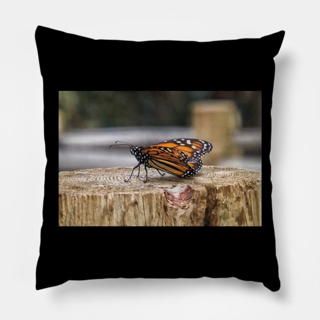 Monarch butterfly ready for takeoff Pillow by Photography_fan