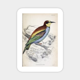 Jardine Naturalist's Library Bees Plate 30 Magnet