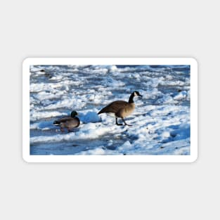 Green Mallard Duck and Canada Goose Walking On The Snow Magnet