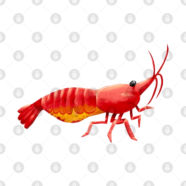 Pregnant Aquarium Cherry Shrimp by narwhalwall