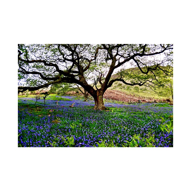 THE BLUEBELL CANOPY by dumbodancer