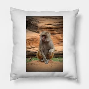 Hamadryas Baboon Pillow