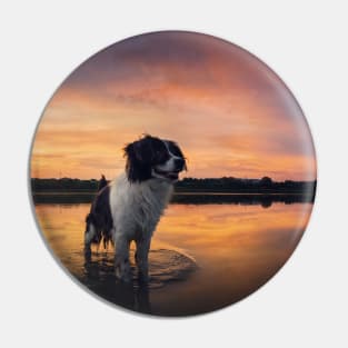 beautiful dog at sunset Pin