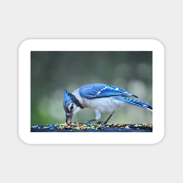 Bluejay Magnet by LaurieMinor