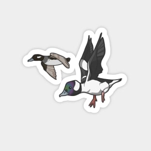 Bufflehead Pair Magnet