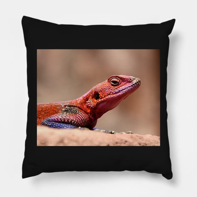 East African Rainbow Agama Lizard, Male Pillow by Carole-Anne