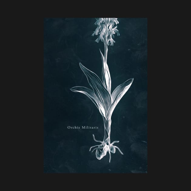 Cyanotype - Orchis Militaris - C by PixelHunter