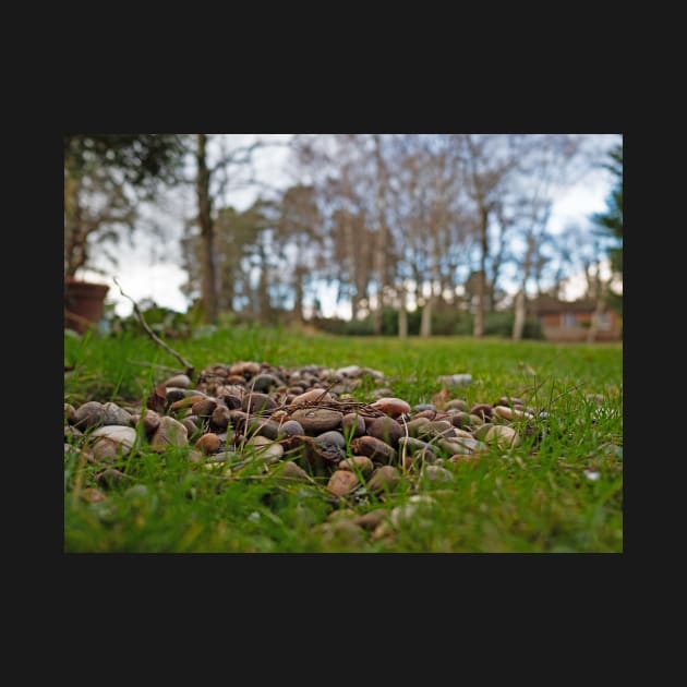 Pebbles and pine close up in the garden by fantastic-designs