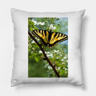 Tiger Swallowtail Butterfly Pillow